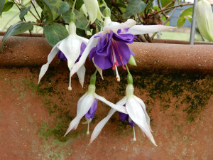 Blauer Engel.jpg