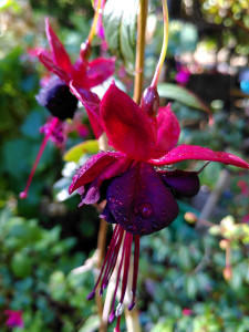 Lady in Black_2.jpg