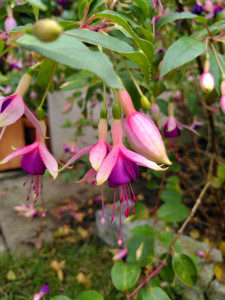 Chillerton Beauty_2.jpg