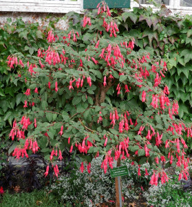 Botanischer Garten Augsburg