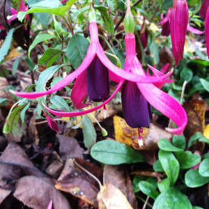DelicatPurpleA_150241.jpg