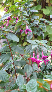HergardKamp_113113.jpg