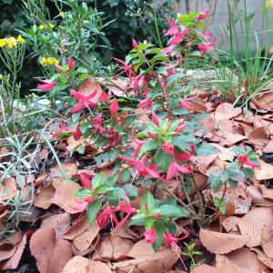 ChilliRed_114104.jpg