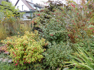 winterharte Fuchsien.jpg