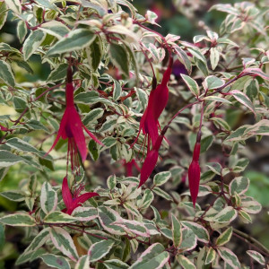 Fu. mag. var. discolor 2024 10.27..jpg