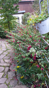 BernisserHardy_160732.jpg