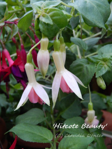 Hitcote Beauty klein.jpg