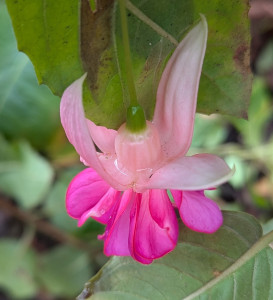 Garden News 2024 11.19. 2.jpg