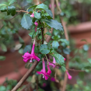 F. microphylla 2024 12.07..jpg