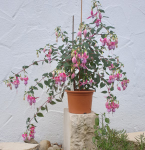 SarahadN_130846.jpg
