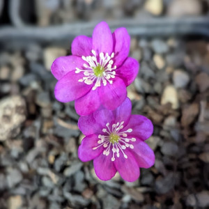Leberblümchen