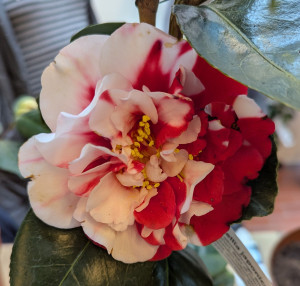 kamellia japonica &quot;collettii