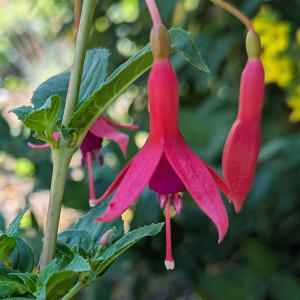 Mephisto