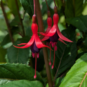 F. regia ssp.reitzii