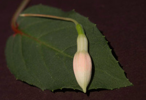 Renate 1 Blatt-Knospe.jpg