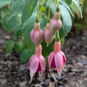 Garden News 2025 07.01..jpg