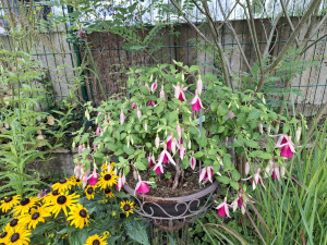 'Morgenrood'