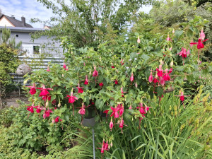 aecefa43-bad6-482b-b1eb-3e9c3095a390.jpg (716.29 KiB) 4132 mal betrachtet 'Gerburg Emmerich'