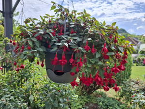 'Marinka'