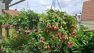 4.jpg (475.52 KiB) 4130 mal betrachtet 'Deep Purple' und 'Alabama impr.'