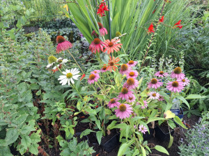 35c554bc-3f79-45dd-bcc4-f9bd53ab7205.jpg (749.97 KiB) 3892 mal betrachtet Viele neue Sorten Echinaceas