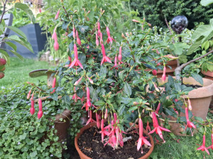 Creiler Flora (2).jpeg