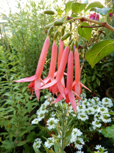 Creiler Flora.jpg