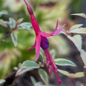 F. mag. var. discolor 2025 08.14..jpg