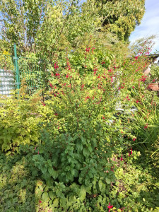 Vordergrund 'Triton' dahinter 'Vitalo'