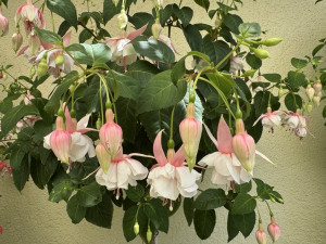 Image (46).jpg