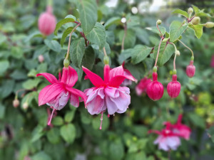 'Vrens Rosette'