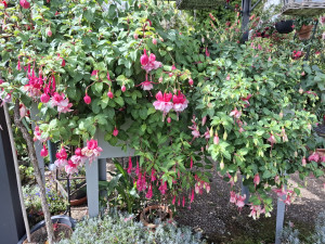 links ist die 'Vrens Rosette' zu sehen.