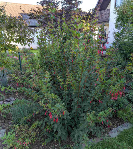 F. regia ssp reitzii 2025 09.18..jpg