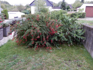 winterharte Fuchsien.jpg