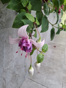 'Glowing lilac'.jpg