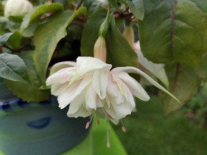 Pink Marshmallow 2021 09.15..jpg