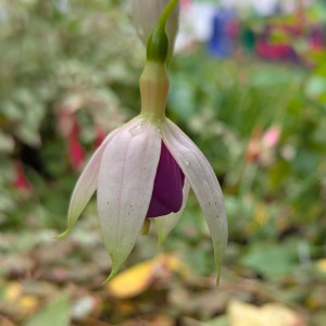 Rose of Castille imp. 2025 10.07. 2.jpg