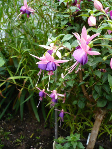 Lambada.JPG (165.02 KiB) 778 mal betrachtet Die Aufnahme ist von 2008