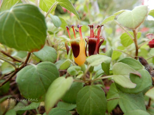 f.procumbens.jpg