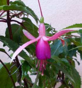 251027 Blüte 2 klein.jpg