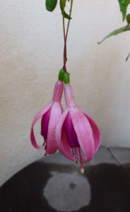 251027 Blüte 1 klein.jpg