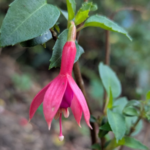 Margaret Brown 2025 11.01..jpg