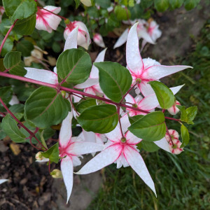 Piper 2025 11.08. 2.jpg