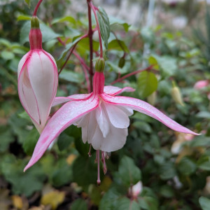 Piper 2025 11.08. 1.jpg