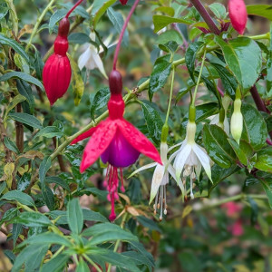 Vielliebchen u. Hawkshead  2025 11.08..jpg