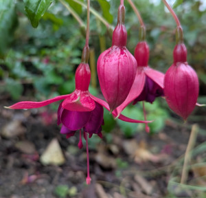 Exoniensis 2025 11.08. 1.jpg