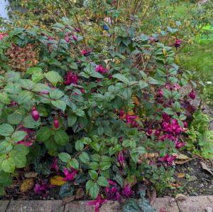 Mats 2025 11.08..jpg