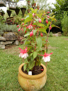 Wilfried Bergerhoff.jpg