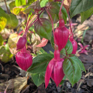 Blue Gown 2025 11.15..jpg