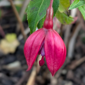 La Rochelle Atlantique 2025 11.15. 2.jpg